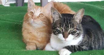 victoria pet sitter à Allex 26400_1