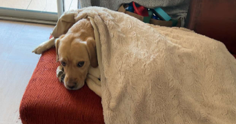 claire pet sitter à SARRIANS 84260_0