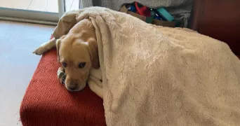 claire pet sitter à SARRIANS 84260
