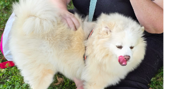 léa pet sitter à CHARNY 77410_8