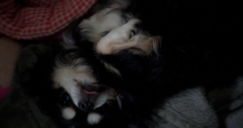 angelica pet sitter à ESVRES 37320_4