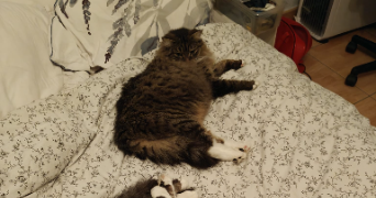 chiara pet sitter à VOUNEUIL SOUS BIARD 86580_2
