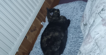 sandrine pet sitter à ONNAING 59264_2