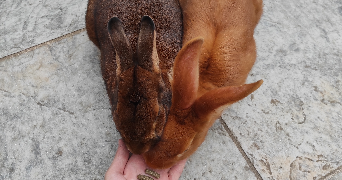 manon pet sitter à LOUEY 65290_0
