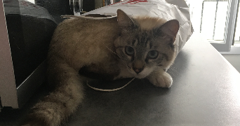 silvia pet sitter à ST REMY LES CHEVREUSE 78470_0