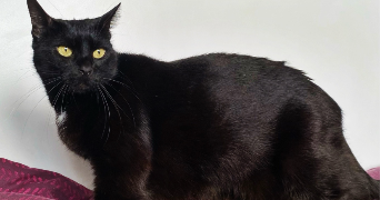 léa pet sitter à CRETEIL 94000_1