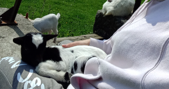 jade pet sitter à ST CLAR DE RIVIERE 31600_6