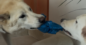 emeraude pet sitter à LA ROCHELLE 17000_2