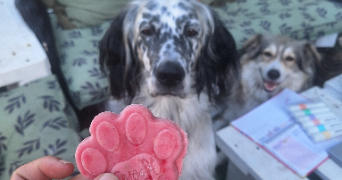 clémentine pet sitter à EYBENS 38320_7