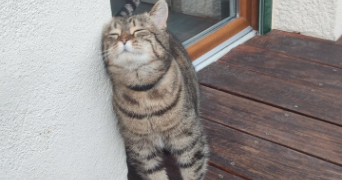lucie pet sitter à Grenoble 38100_1