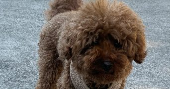 marie dog sitter à PARIS 16 75016_2