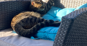 corine pet sitter à NOISEAU 94880_0
