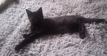 carole cat sitter à GARCHES 92380_2