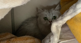 soline pet sitter à Lannion 22300_5