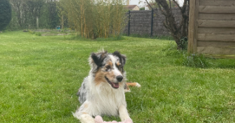 cassandre pet sitter à CHATELAILLON PLAGE 17340_3