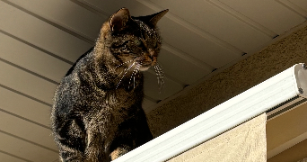 oriane pet sitter à BAYONNE 64100_2