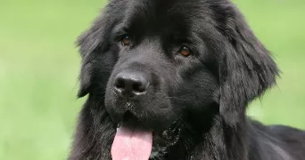 marwa pet sitter à VILLENEUVE ST GEORGES 94190