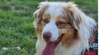 marlene pet sitter à AUNEAU BLEURY ST SYMPHORIEN 28700_48