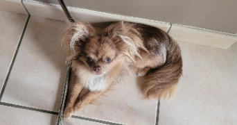 evodie pet sitter à ETIGNY 89510