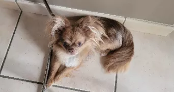 evodie pet sitter à ETIGNY 89510