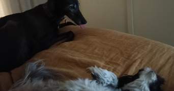 louise pet sitter à BONNEVILLE 74130_5