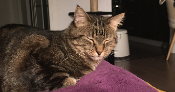 agnieszka pet sitter à LILLE 59800_0