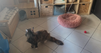 laura pet sitter à FAMECK 57290_8