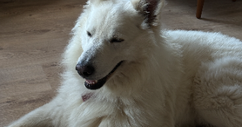 anna pet sitter à NICE 06000_4