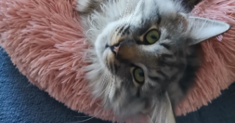 maëlle pet sitter à ST NAZAIRE 44600_4