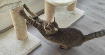 guillard pet sitter à ST NAZAIRE 44600_3