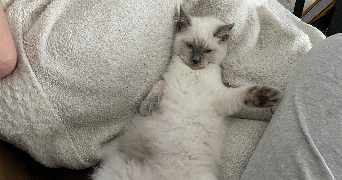 clarisse pet sitter à Saint-Malo 35400_9