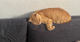 camille pet sitter à PESSAC 33600_1