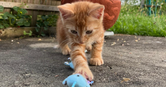 louna pet sitter à BASSENS 33530_1