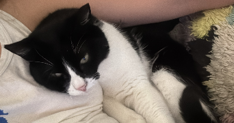 jade pet sitter à PARIS 15 75015_4