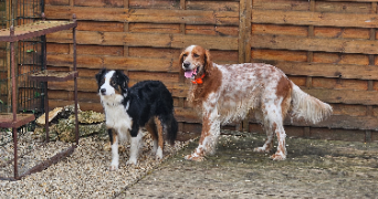 marlene pet sitter à AUNEAU BLEURY ST SYMPHORIEN 28700_71