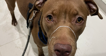 dounia pet sitter à VIRY CHATILLON 91170_0