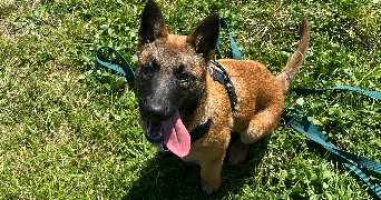 leyane pet sitter à Valencin 38540_1