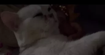youma pet sitter à CRETEIL 94000