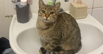 sofia pet sitter à LE BOURGET 93350_7
