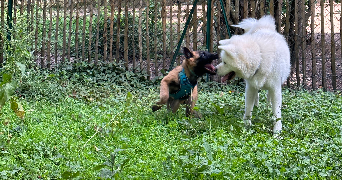 hannane pet sitter à Scy chazelles 57160_9