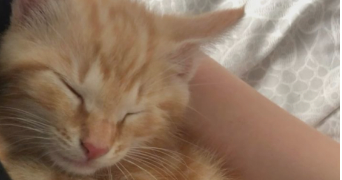 chloé pet sitter à TROUILLAS 66300_2