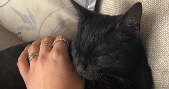 victoria pet sitter à SAUSHEIM 68390_1