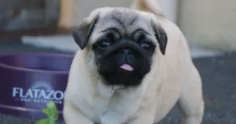 sandra pet sitter à MORDELLES 35310