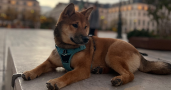 sarah dog sitter à ARDON 45160_1