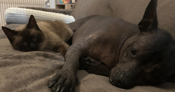claire pet sitter à QUINCY VOISINS 77860_3