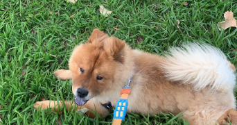 tayna pet sitter à Reims 51000_1