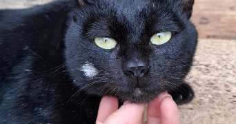 julie pet sitter à Vidauban 83550_7