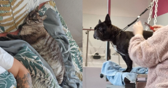 anne pet sitter à BORDEAUX 33800_3