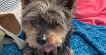 carol pet sitter à HAGUENAU 67500_3
