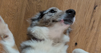 gaëlle pet sitter à LES PENNES MIRABEAU 13170_3